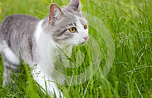 Tabby bicolor white gray cat walking in green grass in spring. Feline in nature.