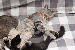 Tabby and black cats is sleeping on light background