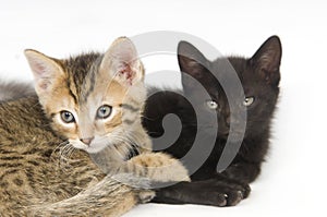 Tabby and black kitten