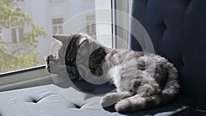 Tabby british cat play with mouse toy on a window sill