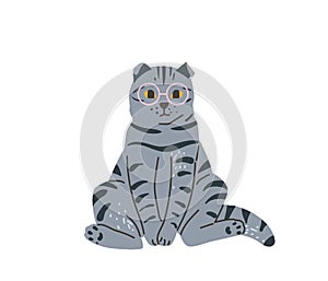 Tabby british grey cat with glasses sitting in funny pose. Vector illustration in simple cartoon flat style. Isolated on