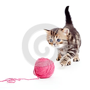 Tabby british kitten playing red clew isolated