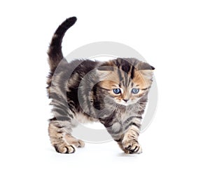 Tabby british little kitten front view isolated
