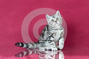 Tabby British shorthair kitten , britain cat on cherry studio background with reflection.