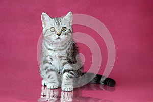 Tabby British shorthair kitten , britain cat on cherry studio background with reflection.