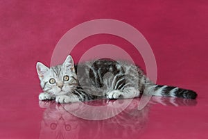 Tabby British shorthair kitten , britain cat on cherry studio background with reflection.