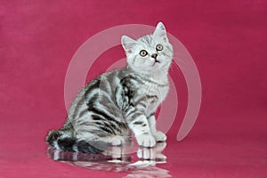 Tabby British shorthair kitten , britain cat on cherry studio background with reflection.