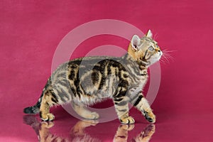 Tabby British shorthair kitten , britain cat on cherry studio background with reflection.