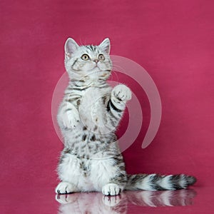 Tabby British shorthair kitten playing, britain cat on cherry studio background with reflection.