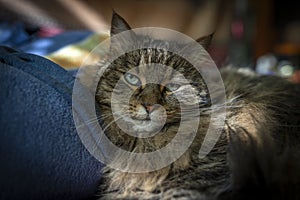 Tabby brown cat lying on color blanket bed interior sunny