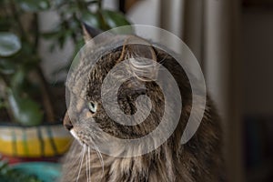 Tabby brown gray cat with long ears and green eyes