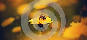 A tabby bumblebee collects pollen from an yellow dandelion flower growing in a field among the grass on a summer day. Nature and