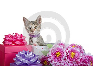 Tabby Calico mix kitten biting tail peeking out of presents with flowers