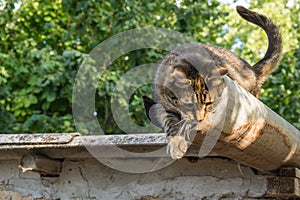 Tabby calm cat sitting on the shiver roof