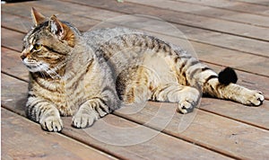 Tabby Cat