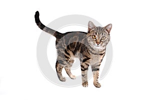 Tabby Cat photo