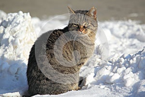 Tabby cat