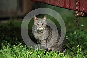 Tabby cat