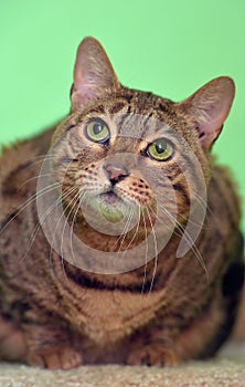 Tabby cat in an animal shelter