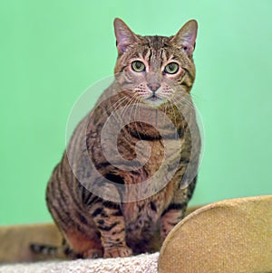 Tabby cat in an animal shelter