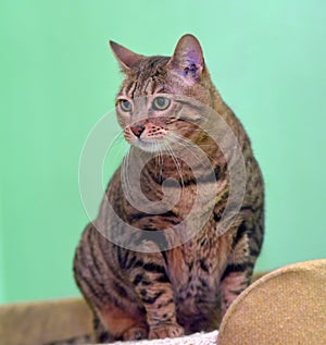 Tabby cat in an animal shelter