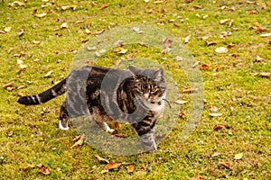 Tabby cat ankle deep in mossy grass