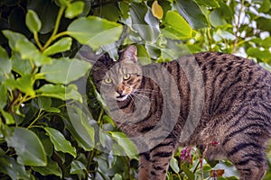 Tabby cat in an apple tree