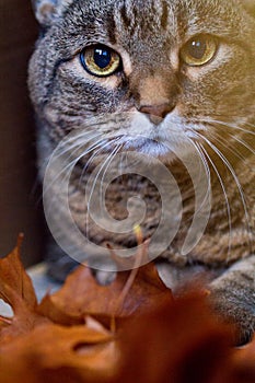 Tabby cat in autumn mood