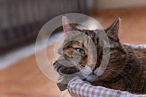 A tabby cat in a basket on a balcony looking at camera