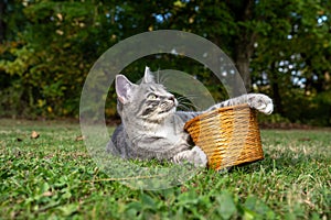 Tabby cat with a basket in the grass
