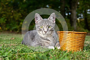 Tabby cat with a basket in the grass