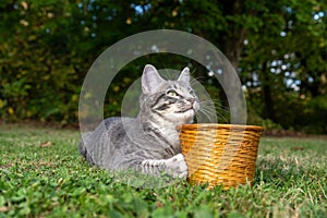 Tabby cat with a basket in the grass