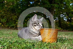 Tabby cat with a basket in the grass