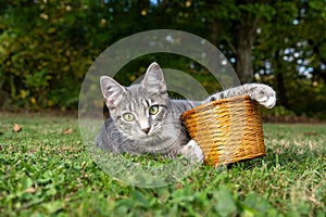Tabby cat with a basket in the grass