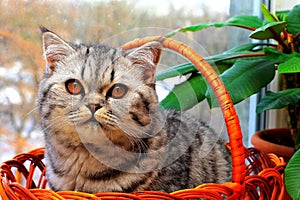 Tabby cat. A beautiful gray shorthair cat with yellow eyes sits against background of winter window. Black white kitten sits