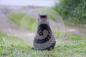 Tabby cat from behind siting on the grass in front of a driveway, waiting for its family coming home, copy space