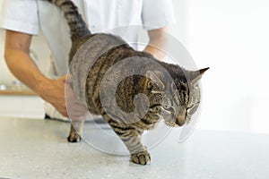 Tabby cat being examinated by an unrecognizable veterinarian who checks his hind paws