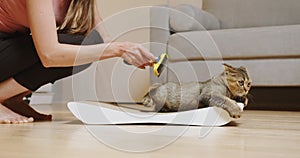Tabby Cat Being Groomed With Brush, Relaxed Pet at Home.