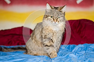 A tabby cat with big green eyes is sitting on a blue blanket.