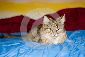 A tabby cat with big green eyes is sitting on a blue blanket.