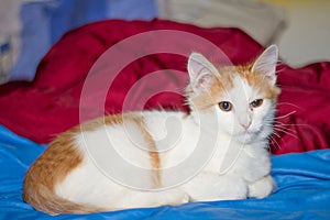 A tabby cat with big green eyes is sitting on a blue blanket.