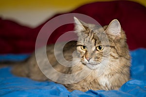 A tabby cat with big green eyes is sitting on a blue blanket.