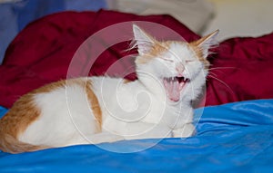 A tabby cat with big green eyes is sitting on a blue blanket.