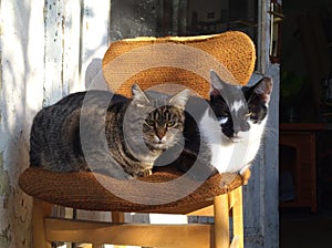 A tabby cat and a black and white kitten are sunbathing on the chair.