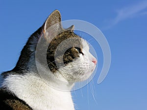 Tabby Cat on Blue Sky