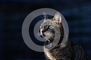 Tabby Cat with Bright Green Eyes on Dark Blue Background