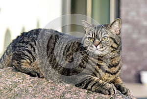 Tabby cat