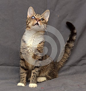 Tabby cat with cataracts in the eye