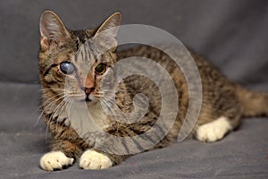 Tabby cat with cataracts in the eye photo