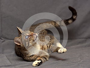 Tabby cat with cataracts in the eye photo